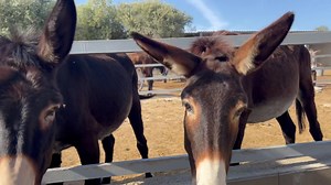 It’s December and it’s sunny!!! 23* In love with Cyprus!! ❤️ In love with donkeys!!❤️ | Golden Donkeys FARM
