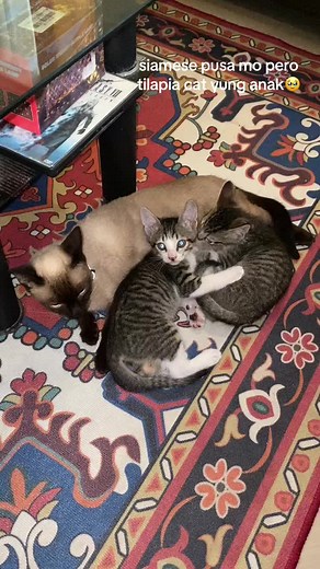 Siamese and Tilapia Cats: Unique Traits and Personality