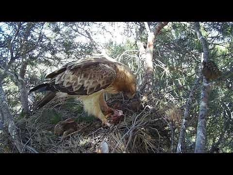Águila calzada (Hieraaetus pennatus) Booted Eagle 4K