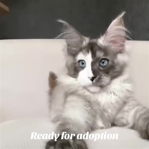 #MaineCoonKittens #MaineCoonAdoption #KittensForAdoption #MaineCoonNearMe #AdoptDontShop