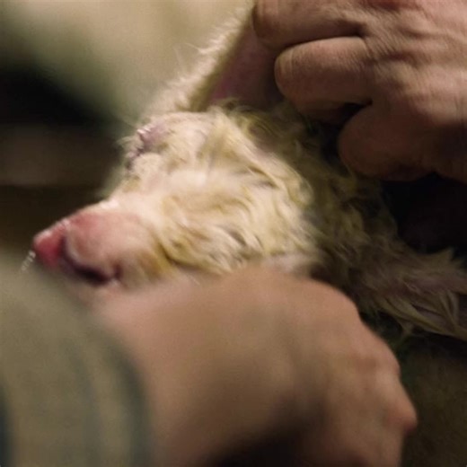 Exploring Half Goat, Half Human Creature in Film