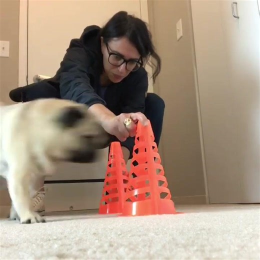 The Karen Pryor Academy (KPA) Certified Training Partner (CTP) community is a diverse group, but members are like-minded people when it comes to scientifically based positive training. They uphold defining tenets that include teaching and training with force-free principles and KPA-taught values, as well as a commitment to maintaining high standards of teaching and training. KPA community members make an impact and being part of the accomplished group lets members like Sherry Nativo shine. “My K