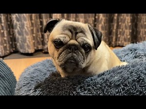 Pug SLEEPING Live 😴