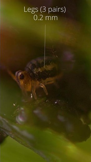 NO MICROSCOPE! A springtail lays an egg 🤯