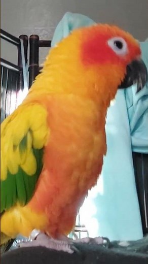 Funny Sun Conure Dancing to the Music Super Cute 😍 Bird