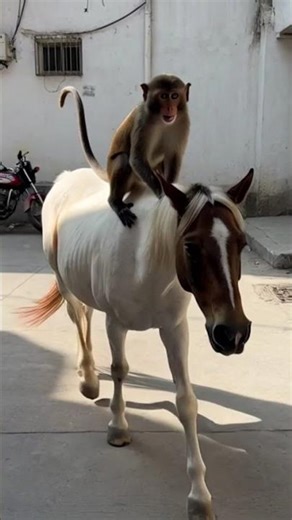 Monkey Riding a Horse – A Cute & Unbelievable Friendship 🐒🏇💛