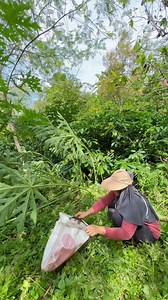 412K views · 10K reactions | Masak menu sederhana tumis bunga pepaya . . . . . . . . #VideoKreatif #KontenKreatif #Likeforlike | Tri Yani | Facebook