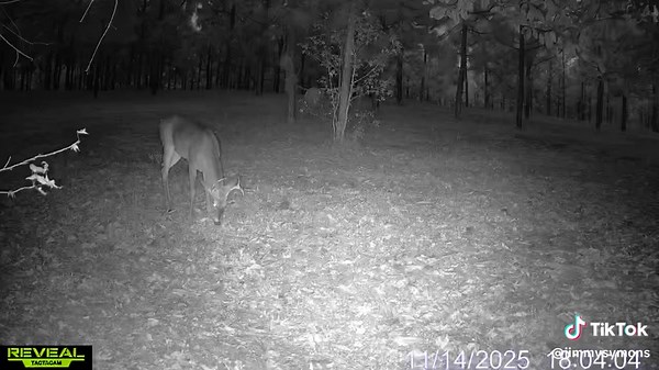 Preparing for Full Rut: Deer Feeding Patterns