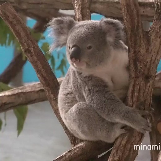Koalas are very smart #koalas #bears #koalasampler #koalabears | Cute koala