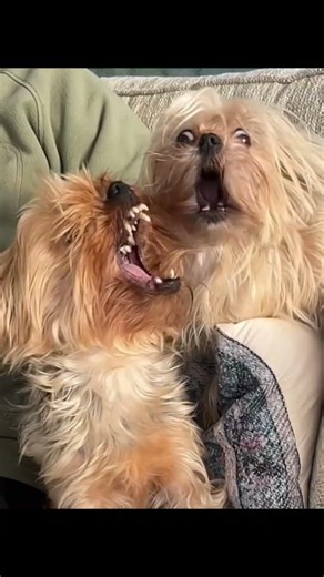 Ranking Funny Dog Moments