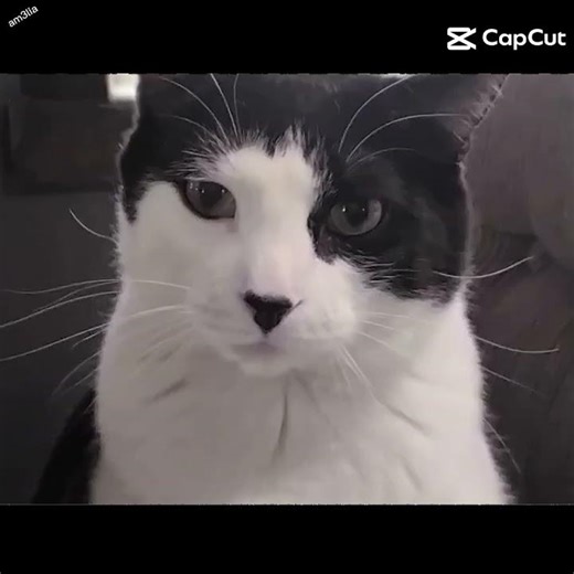 cat name: goose! ( not my cat):]