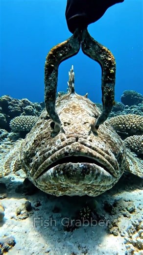 #aquaticlife #fishkeepinghobby #fishcatching #naturelovers #exoticaquariumfish #fishing