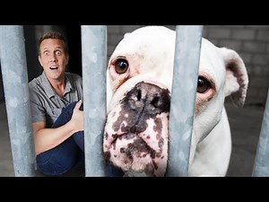 Spending 24 Hours in a Dog Shelter! Challenge
