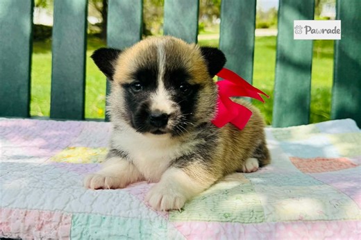 Jill - Pembroke Welsh Corgi Puppy 887EAB