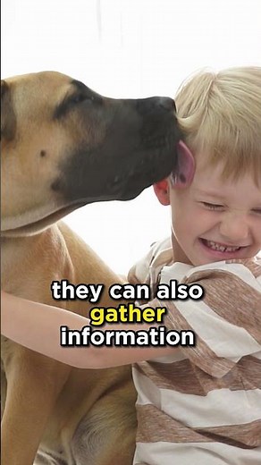 Why do dogs lick your face? #dogs