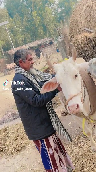 Interacting with Calm Cows in Basantpur, Nepal