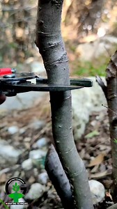 8.7M views · 62K reactions | Whip and tongue grafting technique #graftingtechniques | Easy Grafting Techniques | Facebook