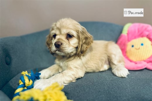 Abigail - Cocker Spaniel Puppy 2A19BE