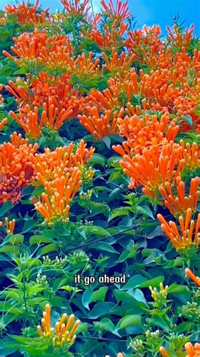 The wild climber of the vine world — it blooms wherever it climbs | SRK