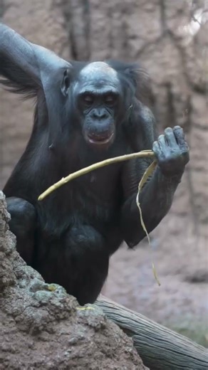 Bonobos are one of the world’s rarest and most intelligent great apes 🩶
