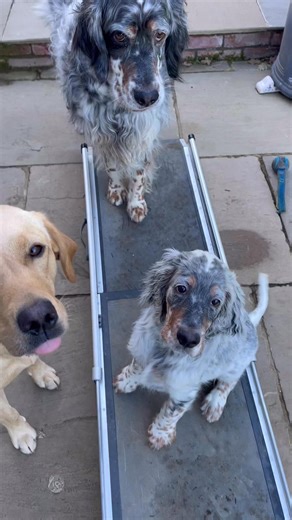 The day we helped teach Elmo the car ramp 🤣 | The Daily Hobson