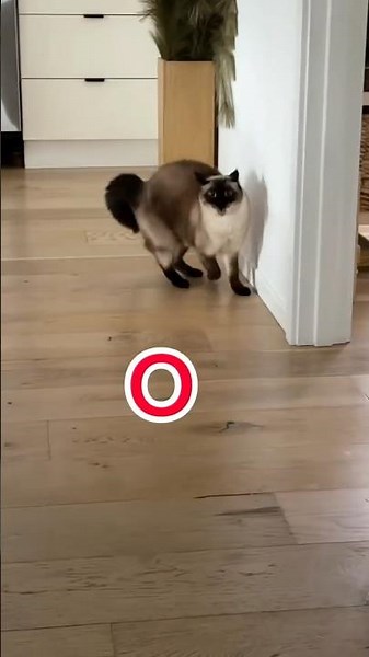 MERV NOT GRATEFUL FOR #VACATiOn? #summervacation #bagagwa #summer #catsofyoutube #shorts #shortsfeed