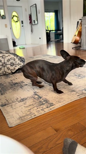 Insane Dachshund Chasing Automatic Ball Launcher