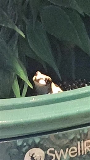 amazon frogs on TikTok