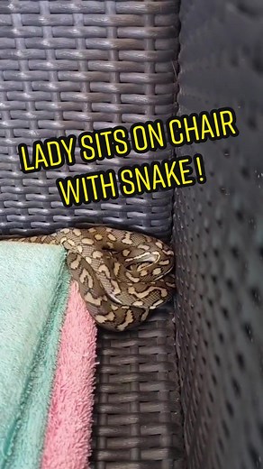Lady Sits With Snake: Python Encounter on Sunshine Coast