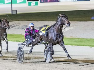 SEN Track: Tim O'Connor's Friday night Harness Racing Tips