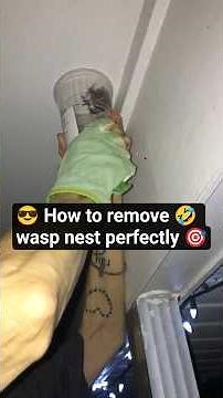 How To Remove Wasp Nest #wasp #crazy #shortsfeed #viral