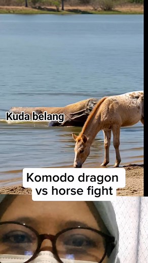 1.1K views | Komodo vs horse #reelvidio #animalcare #wildlife | Tintin Prasaja | Facebook