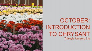 1.8K views · 19 reactions | This October, our focus is Chrysanthemum...