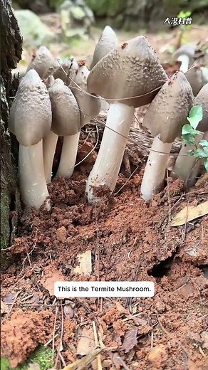 Edible or Poisonous? 6 Wild Mushrooms You Should Know Before Foraging
