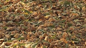 36K views · 107 reactions | California Almonds on Reels | Facebook