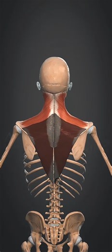 Trapezius Muscle Action Neck Extension #muscle #anatomy