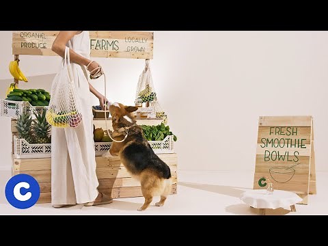 DIY Smoothie Bowl for Dogs | Chewy Eats