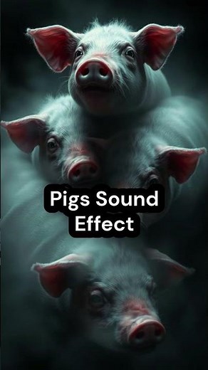 Pigs Sound Effect