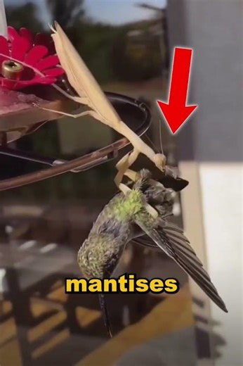 Praying Mantises Can Catch Birds (Rare but Real) 😳