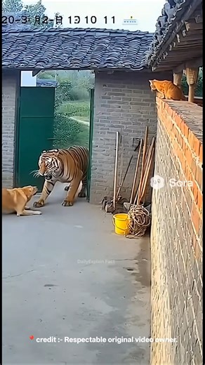 CCTV ke khatarnak video | Billi ne Bagh Ko maar bhagaya