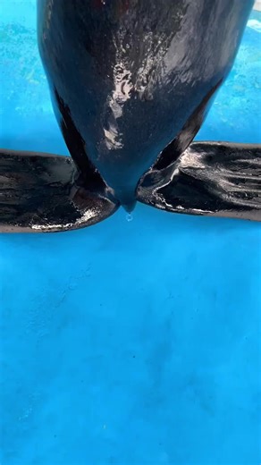 Perbandingan Baby Walrus dan Singa Laut