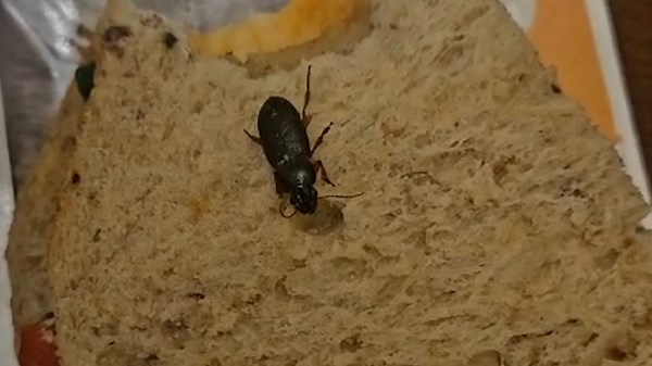 Horrified shopper ‘bit into live cockroach’ in meal deal sandwich
