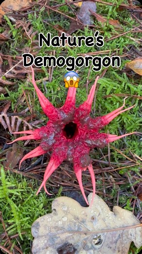 4 comments |  Starfish fungus, nature’s little alien! This morning...