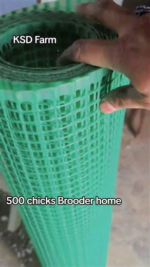 500 chicks Brooder home made day by day making #ksdfarm #1million #miniducks