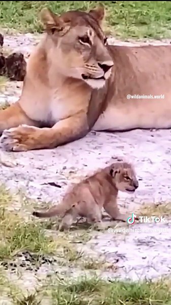 Wildanimals World trên TikTok