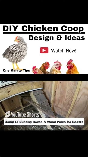 DIY CHICKEN COOP DESIGN & IDEAS-One Minute Tips - Animals - #shorts #chickens #diy #how