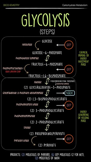 Understanding Glycolysis: Steps and Regulation