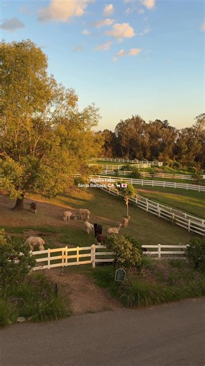 Discover the Joy of Alpacas at Santa Barbara Farm