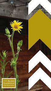 Ever get lost in the prairie? Never fear! The Compass Plant is here! 🧭🌻 The Compass Plant (Latin name: Silphium laciniatum/Ho-Chunk name: chokahu) has roots that can extend to 10 feet below the surface! With such cold bodies, they need the most sunlight they can get. Because of this, compass plant can grow up to 8-10 feet tall! Their leaves are also heliotropic, tending to point north-south to avoid direct sun exposure - which explains how this plant got its navigational name! Do you have any 