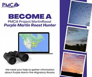 🪽 Purple Martins have been forming pre-migratory roosts across North America. If you experienced a roost, you have the chance to contribute to important research that will support Purple Martins and their roost sites for years to come! 💻 Learn more about Project MartinRoost on our website! https://www.purplemartin.org/research/19/project-martinroost/ #ProjectMartinRoost #PurpleMartin #Birds #Conservation #Research #CitizenScience #Science #CommunityScience #Roost #Migration #PMCA #Education #O